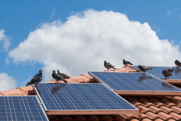 Solar Bird Mesh Installation